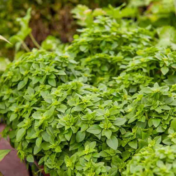 Aromatiques - Basilic Fin Vert Compact - face recto